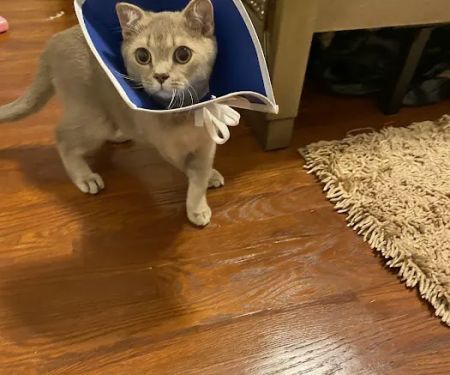 Massapequa Hospital for Animals, A Thrive Pet Healthcare Partner