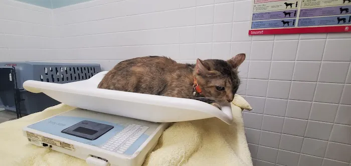 Massapequa Hospital for Animals, A Thrive Pet Healthcare Partner Picture 2