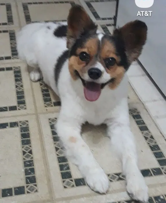 Banfield Pet Hospital Picture 2