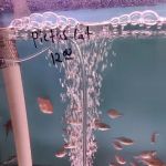 Bayparkway Aquarium