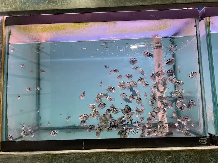 Bayparkway Aquarium Picture 6