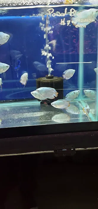 Bayparkway Aquarium Picture 3