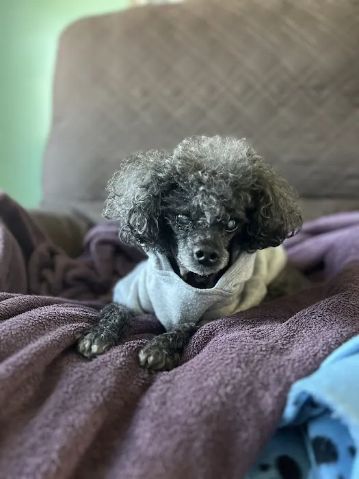 LI’s *Only Certified* Home Pet Euthanasia/Hospice Vet, Dr. Alexis, Comforted Companions®️Vet Care - BEST VET LI WINNER 2025 Picture 1