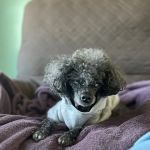 LI’s *Only Certified* Home Pet Euthanasia/Hospice Vet, Dr. Alexis, Comforted Companions®️Vet Care - BEST VET LI WINNER 2025
