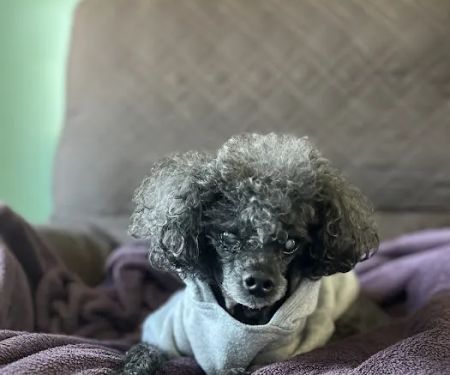 LI’s *Only Certified* Home Pet Euthanasia/Hospice Vet, Dr. Alexis, Comforted Companions®️Vet Care - BEST VET LI WINNER 2025
