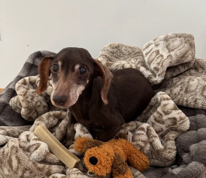 LI’s *Only Certified* Home Pet Euthanasia/Hospice Vet, Dr. Alexis, Comforted Companions®️Vet Care - BEST VET LI WINNER 2025 Picture 2