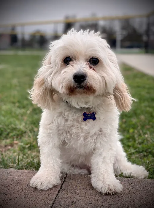 LI’s *Only Certified* Home Pet Euthanasia/Hospice Vet, Dr. Alexis, Comforted Companions®️Vet Care - BEST VET LI WINNER 2025 Picture 3