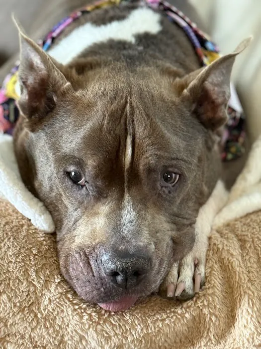 LI’s *Only Certified* Home Pet Euthanasia/Hospice Vet, Dr. Alexis, Comforted Companions®️Vet Care - BEST VET LI WINNER 2025 Picture 7