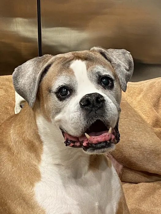 LI’s *Only Certified* Home Pet Euthanasia/Hospice Vet, Dr. Alexis, Comforted Companions®️Vet Care - BEST VET LI WINNER 2025 Picture 8
