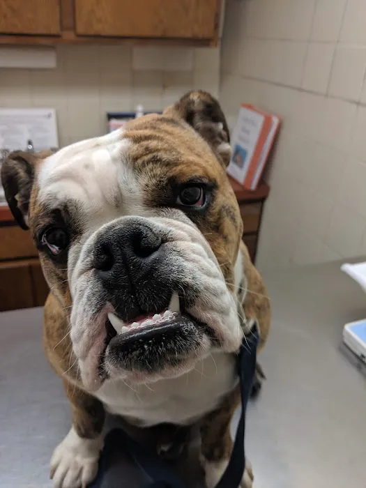 Nassau-Suffolk Animal Hospital Picture 2
