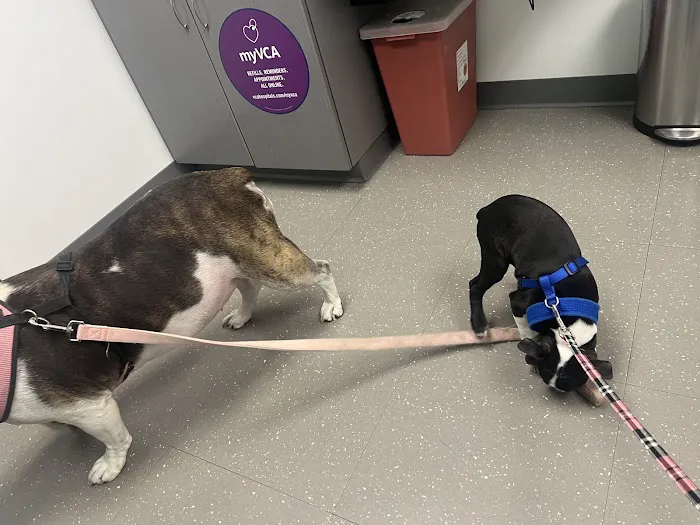 Nassau-Suffolk Animal Hospital Picture 1