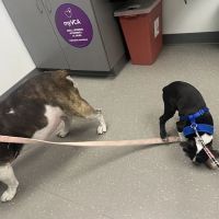 Nassau-Suffolk Animal Hospital ico