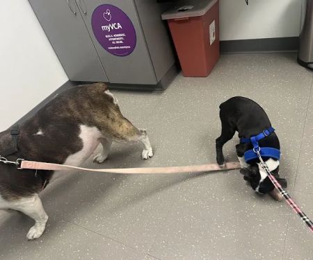 Nassau-Suffolk Animal Hospital