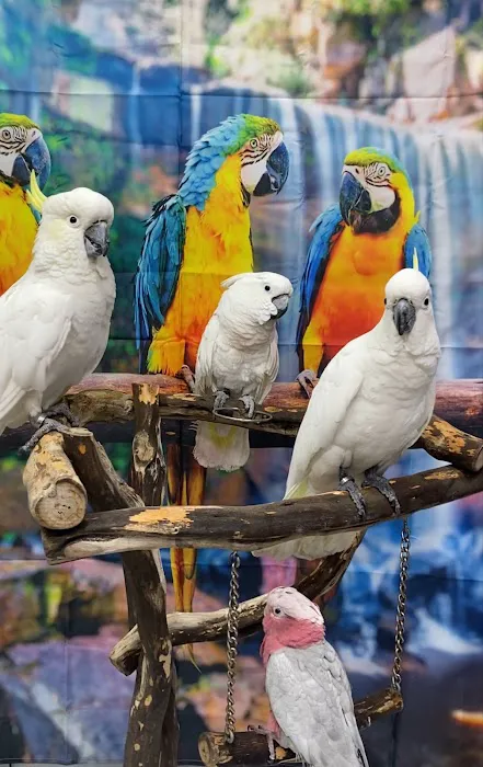 BIRDS FOR YOU Picture 7