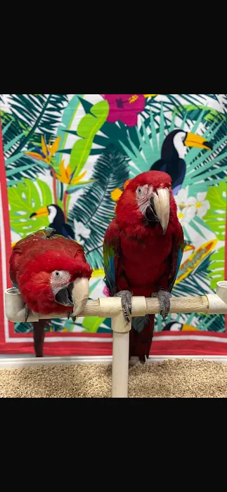 BIRDS FOR YOU Picture 10