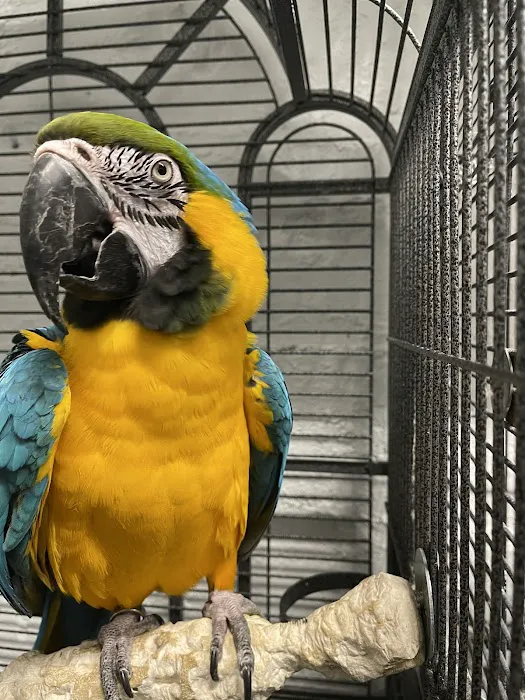 BIRDS FOR YOU Picture 3
