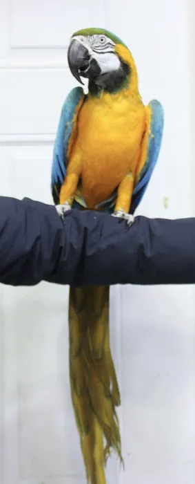 BIRDS FOR YOU Picture 8