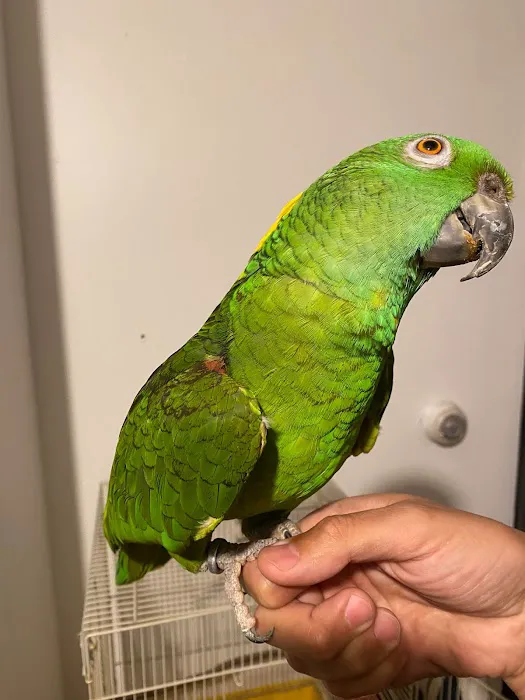 BIRDS FOR YOU Picture 6