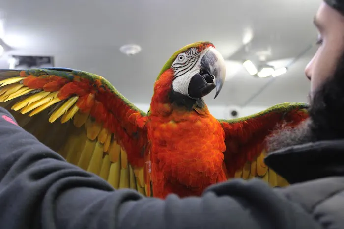 BIRDS FOR YOU Picture 5