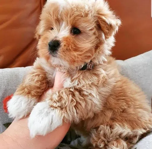 Teacup Maltipoo Puppies For sale Picture 8