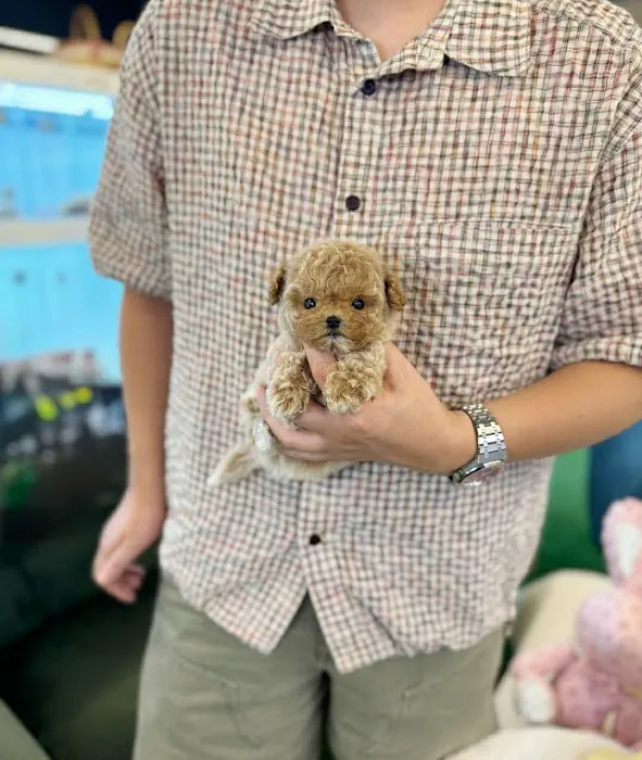 Teacup Maltipoo Puppies For sale Picture 5
