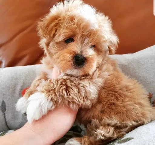 Teacup Maltipoo Puppies For sale Picture 1