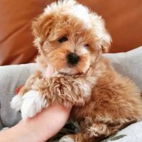 Teacup Maltipoo Puppies For sale ico