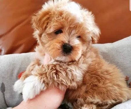Teacup Maltipoo Puppies For sale