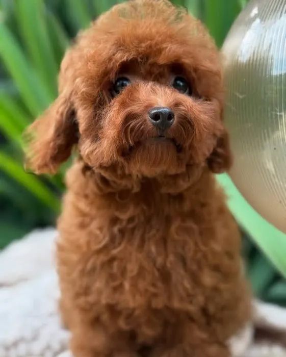 Teacup Maltipoo Puppies For sale Picture 3