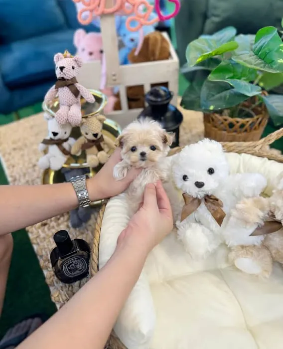 Teacup Maltipoo Puppies For sale Picture 2