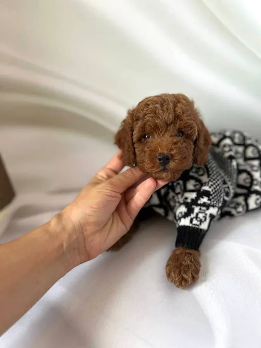 Teacup Maltipoo Puppies For sale Picture 9