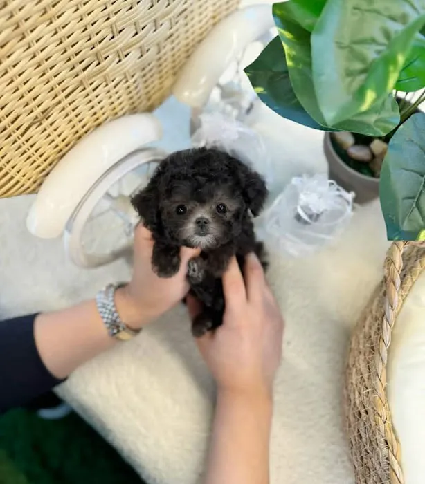 Teacup Maltipoo Puppies For sale Picture 7