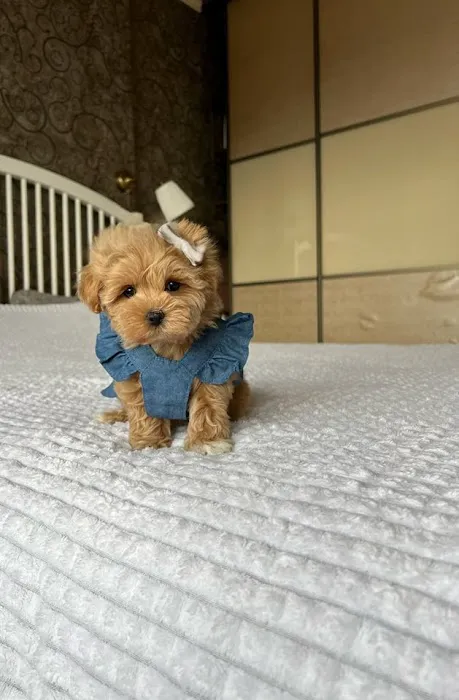 The Pet Place Picture 3