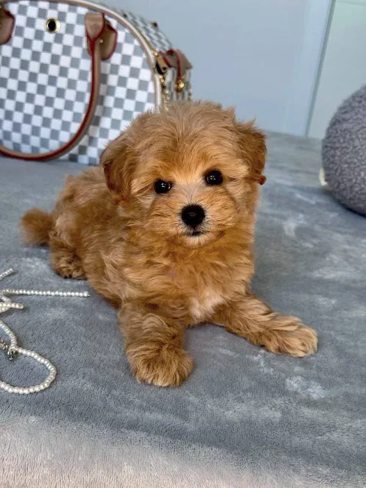 The Pet Place Picture 2