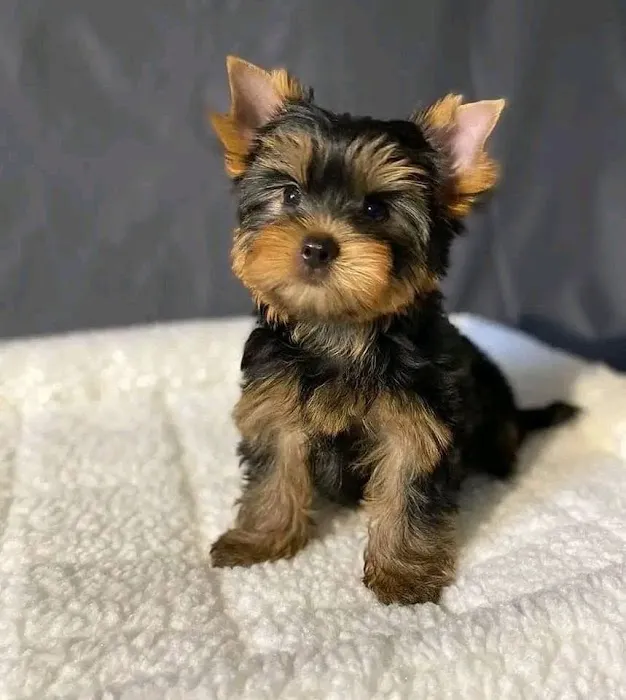 The Pet Place Picture 10