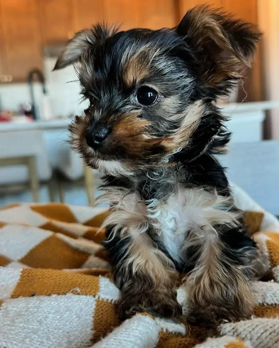 The Pet Place Picture 1