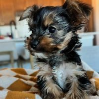 The Pet Place ico