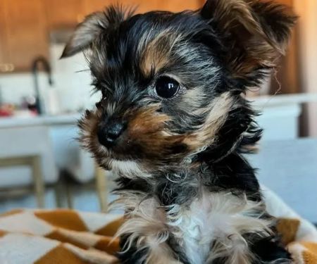 The Pet Place