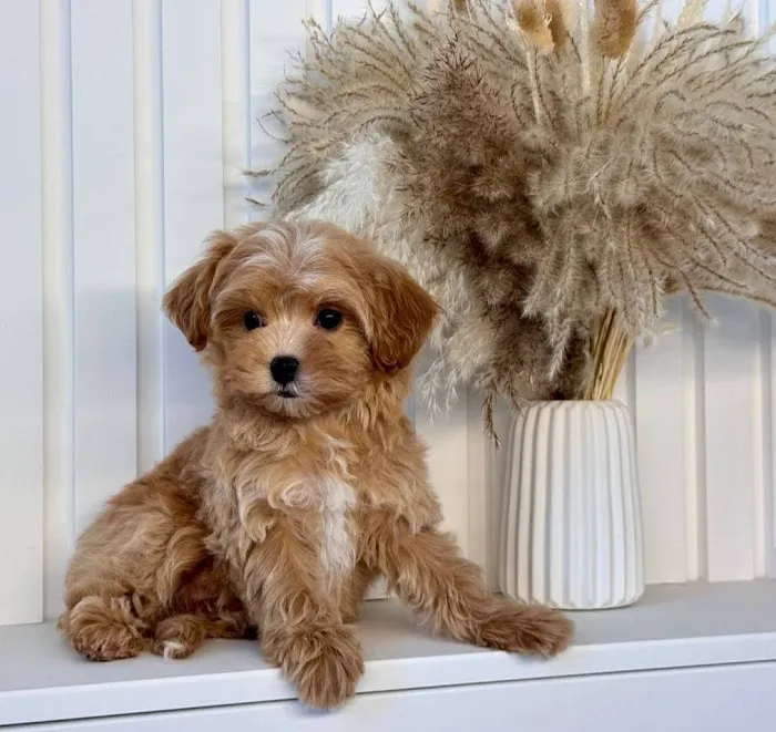 The Pet Place Picture 7