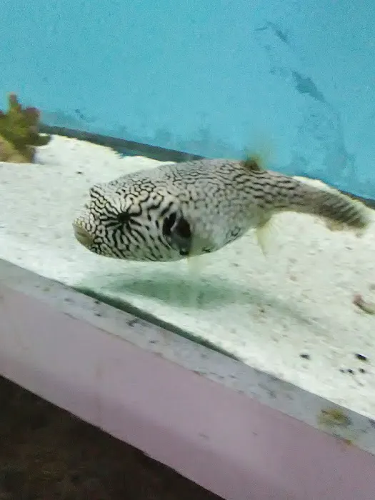 Pete's Aquariums & Fish Picture 1