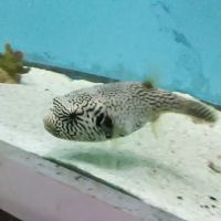 Pete's Aquariums & Fish ico