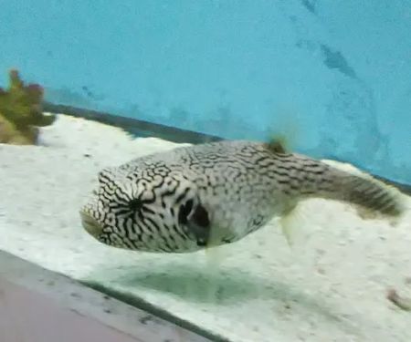 Pete's Aquariums & Fish
