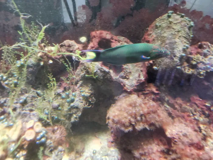 Pete's Aquariums & Fish Picture 6