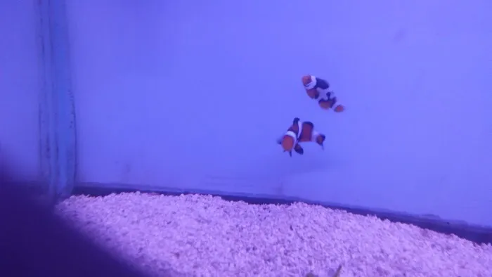 Pete's Aquariums & Fish Picture 9