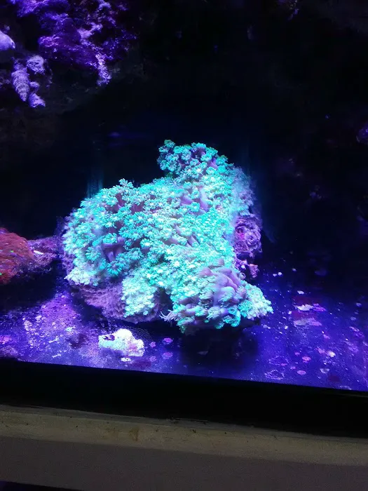 Pete's Aquariums & Fish Picture 7