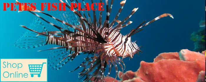Pete's Aquariums & Fish Picture 3