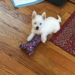 South Shore Animal Hospital