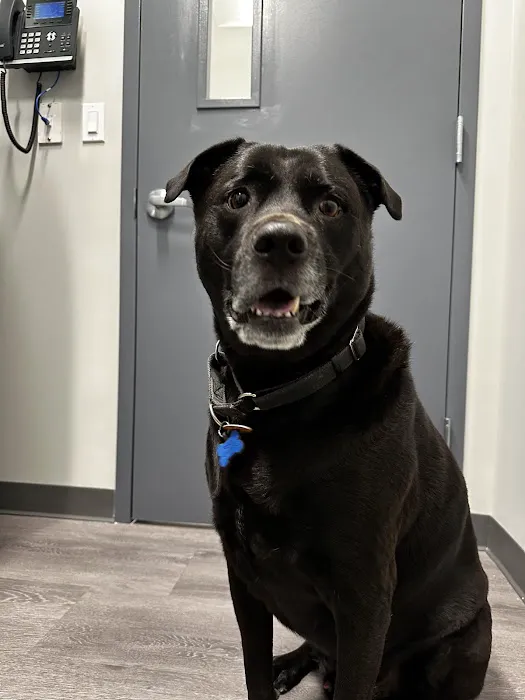 South Shore Animal Hospital Picture 2