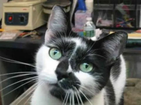South Shore Animal Hospital Picture 10
