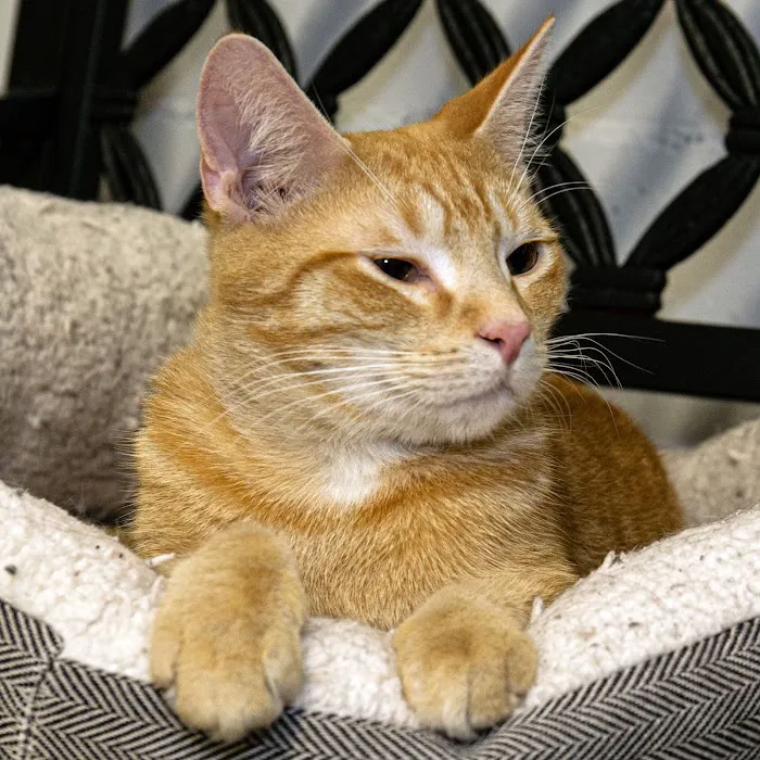 South Shore Animal Hospital Picture 9